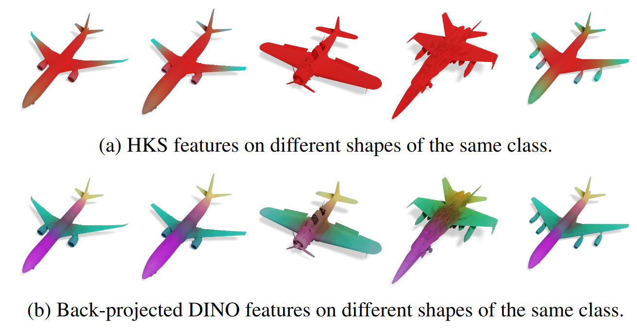 Feature stability and distinctiveness for non-isometric shapes of the same class